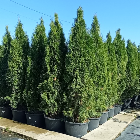 Туя западная "Смарагд" / Thuja occidentalis"Smaragd" Туя западная "Смарагд" / Thuja occidentalis"Smaragd"